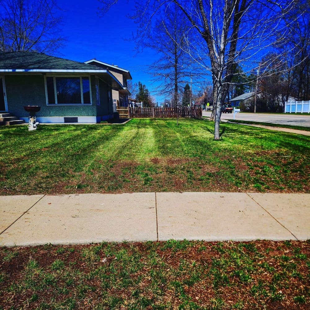 Lawn with fresh stripes, house in background, clear blue sky, and tree on sunny day.