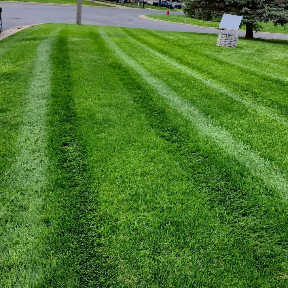 Freshly mowed lawn with neat stripes and vibrant green grass near a residential area.